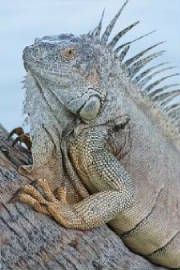 iguana--lizard--cayman_19-136007.jpg