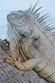 iguana--lizard--cayman_19-136007.jpg